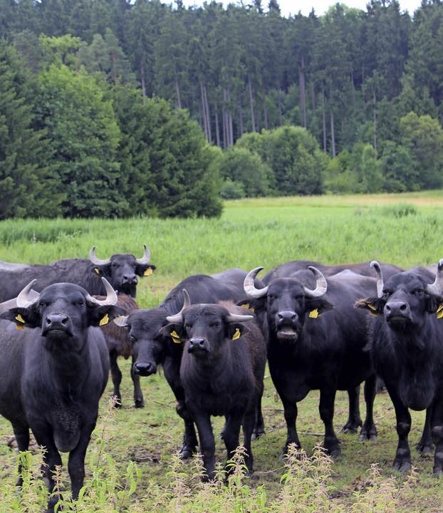 Schwarzwald Büffel Paket