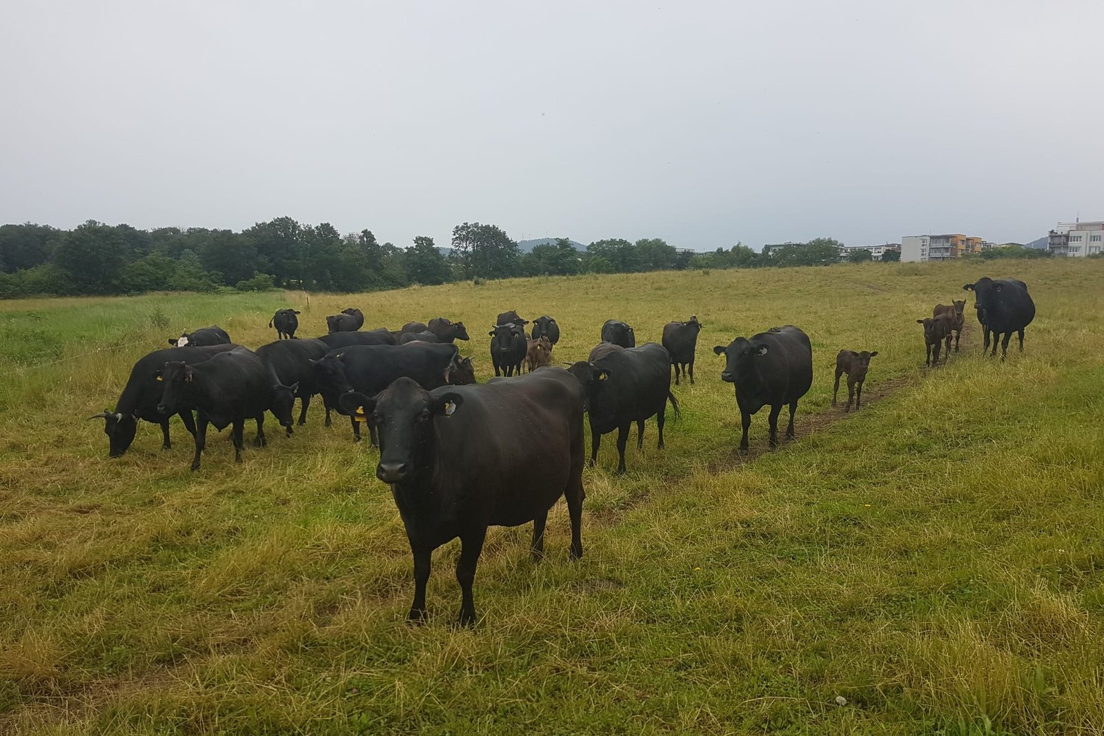 Wagyu-Mutterkühe mit ihren Kälbern auf der Weide am Mundenhof